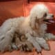 five great dog breeds that don't shed much - pethelpful