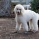 White Poodle.