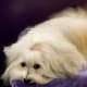 five great dog breeds that don't shed much - pethelpful