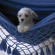 Poodle puppy.