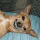 Grinning dog.