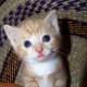 Kittens who are kept together can spread viruses to each other.