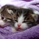 Kittens can contract cat flu in catteries.