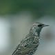 A female starling observes her surroundings.