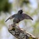 This male starling's plumage is amazingly iridescent.