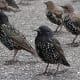 Several female starlings stand in a group.