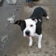 This dog's half-mask practically requires you to name him Phantom of the Opera.