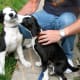 Either one of these puppies would make a great Inkblot because of their irregular black and white patterns.