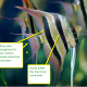 how-to-keep-angelfish-tropical-tank-set-up