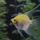 Goldcap/Sunset Blushing Angelfish