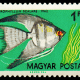 Angelfish Pop Culture
