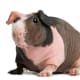 Baldwin pigs are guinea pigs with no hair except for tufts on their noses.