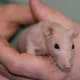 Originally, hairless rats had much shorter life expectancies than their furry counterparts.