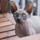 Sphynx cats are known for their friendly personalities and unique aesthetics.