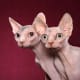Several cat breeds are hairless, including these curious sphynx.