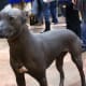 Xoloitzcuintli is one of several hairless dog breeds on the modern pet market.