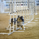 Weave Poles (Photo 6)