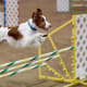 A Double Bar Jump with Wings (Photo 4)