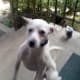 Jack Russell Rerrier