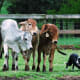 A Border Collie at work