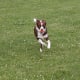 A Border Collie