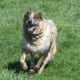 Australian Cattle Dog