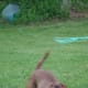 A Vizsla pretending to be a guard.