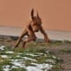 Another Vizsla acting calm—this dog is almost sleeping
