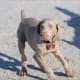 Weimaraner puppy