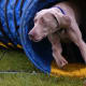 A Weimaraner competing in agility competition