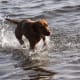 A Vizsla enjoying the water.