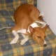 Basenjis are one of the best small breeds in an apartment.