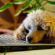 The Toy Poodle is an intelligent breed and learns tricks quickly.