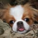 A Japanese Chin.