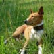 Your Basenji will enjoy time away from the apartment, too.