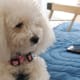 A white Toy Poodle.