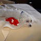 five-great-dog-breeds-for-an-apartment