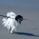 five-great-dog-breeds-for-an-apartment
