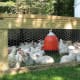 A wood movable chicken coop