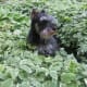 Exercise your Miniature Schnauzer in the fields.