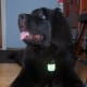 But Newfoundlands grow up big, fast.