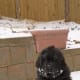 Little Newfoundland puppies are cute.