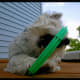 Westies like playing.