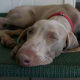 Weimaraners are alert almost all of the time.