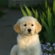 five-great-dog-breeds-that-love-kids