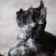 five-great-dog-breeds-that-love-kids