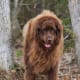five-great-dog-breeds-that-love-kids