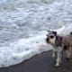 Exercise your Miniature Schnauzer on the beach.