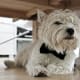 Westies like hiding out.