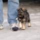 If you find a Miniature Schnauzer for your kids, bring him home when still young.